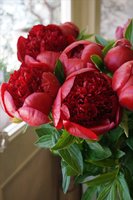 0ec55a9261c3e5a2ba097395cc91373b--red-peonies-flower-bomb.jpg