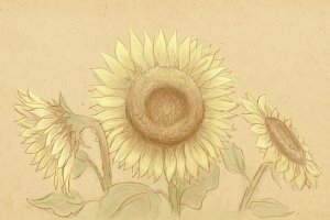 sunflower4.jpg