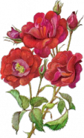 Rose_with_leaf6.png