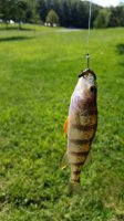 Perch-Fish-39a0ae75-bfb7-42e9-898d-52e611081597.jpg