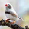 White Finch